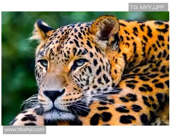 足球球星动物绰号大盘点 从豹子到狮子揭开足球场上的动物传奇